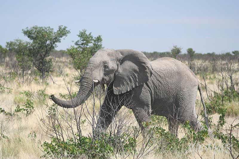Mud Maps Africa Namibia 0575